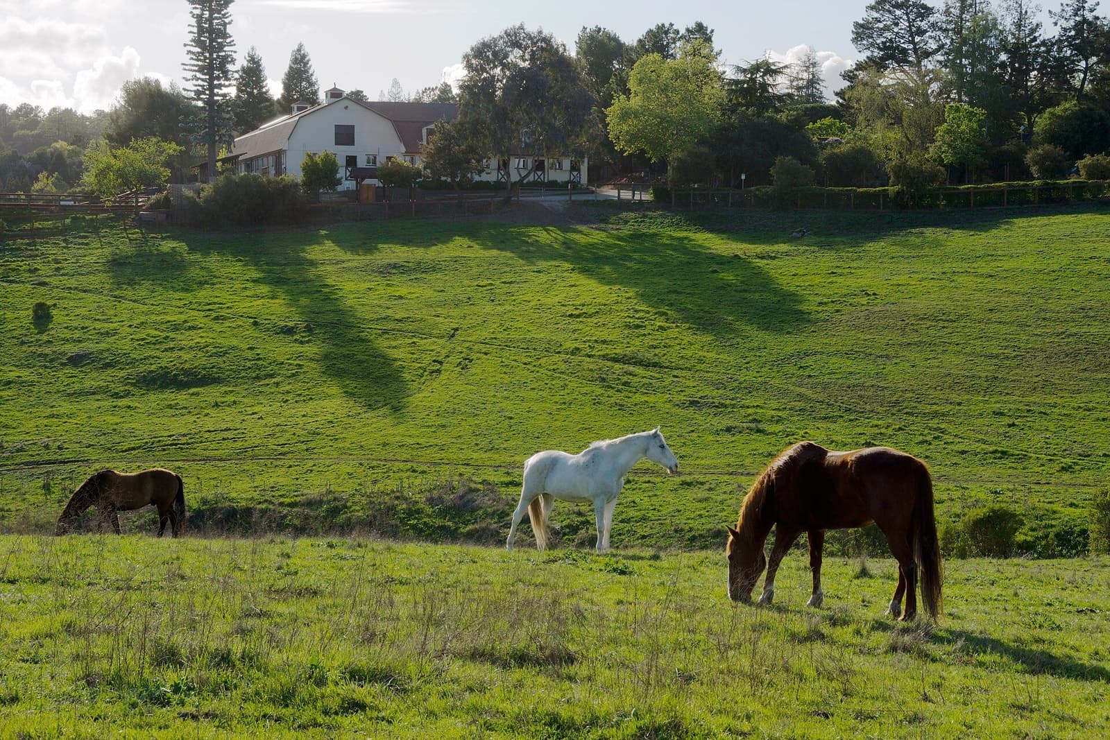 Horses grazing in a green pasture below a farmhouse