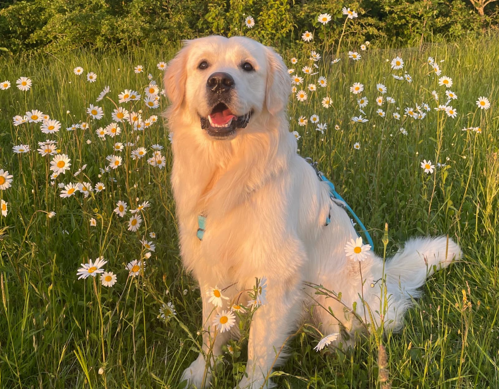 A golden retriever sitting in a field of daisies